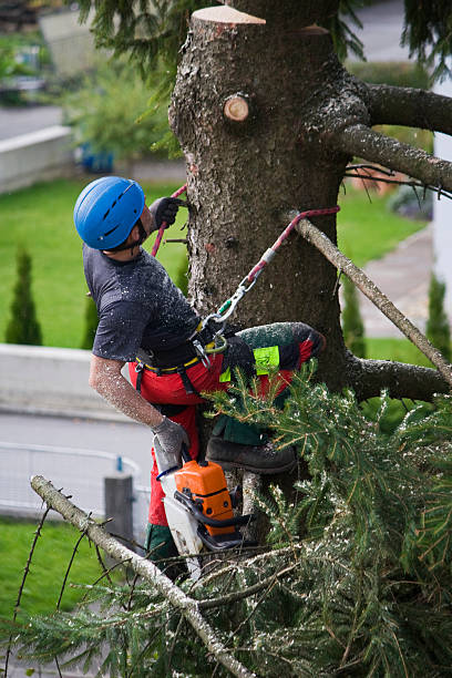 Best Tree Disease Treatment  in Fruitland, MD