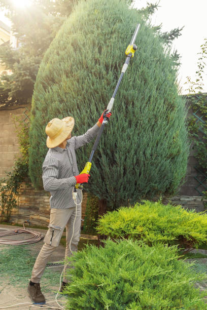 Best Tree and Shrub Care  in Fruitland, MD